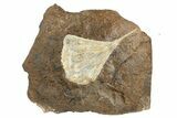 Fossil Ginkgo Leaf From North Dakota - Paleocene #236638-1